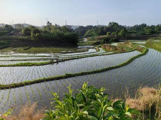 大力发展镇域经济 夯实宜宾经济发展底座