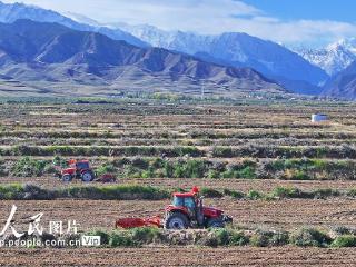 甘肃民乐：采收板蓝根