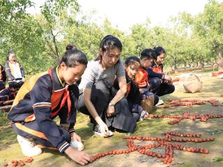 河北沧县：收获“红玛瑙” 劳动快乐多