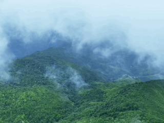 深山中什么样？擅自进山有多危险？有关哀牢山的疑问这篇都回答了