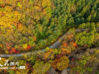 辽宁本溪：大地森林公园秋色美