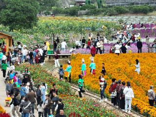 快来麻江县乌药谷江村菊花园 与鲜花撞个满怀！