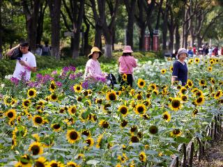 公园展画卷 葵花迎风绽秋阳