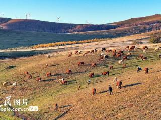 河北丰宁：坝上草原秋晨景如画