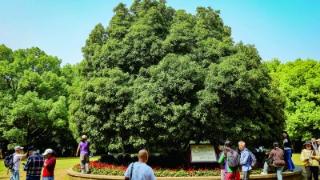 钟山深处“桂花王” 独占三秋压众芳