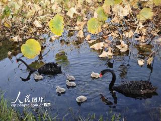 圆明园黑天鹅添丁