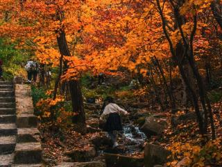 济南南山九如山红叶进入最佳时刻，满山红遍鲜丽多彩