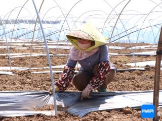 昌江今冬明春计划种植冬季瓜菜15万亩 现已备耕6.5万亩