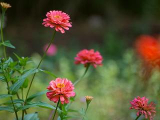 临沂：秋日百日菊盛开