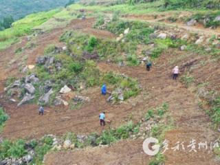 习水县新光村：精心育苗 为油菜丰收打基础