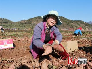 组图｜河北迁西：红薯种植基地喜获丰收