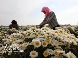 山东博兴：菊花盛开富农家