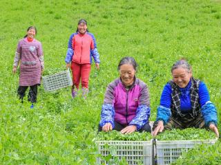 金秋田畴忙 优质“菜篮子”铺就致富好路子