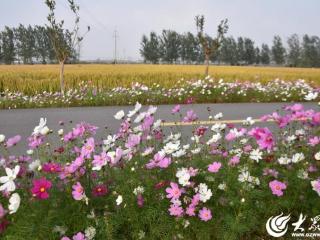 郯城县归昌乡：做足“格桑花”种植文章 绘出和美乡村“新颜值”