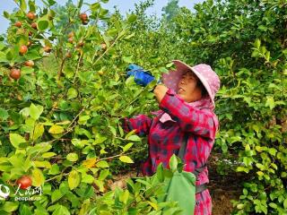 河南商城县：45万亩油茶迎丰收