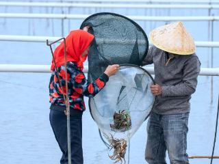 江苏兴化大闸蟹迎丰收