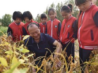 小学生学收割，农家孩子学习辨识作物和庄稼收割