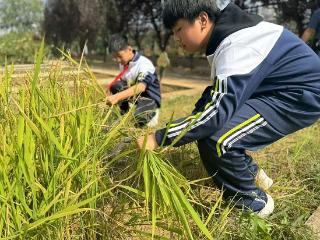 临沂第十七中学劳动教育——稻香四溢、劳动之歌