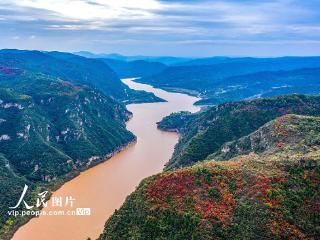 山西夏县：黄河岸畔秋色美