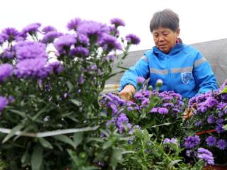 亳州谯城区魏岗镇：盆景菊花 香飘万家