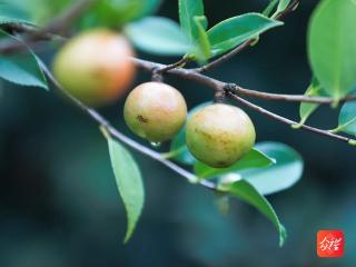 “油茶树”成“摇钱树”！玉屏23万亩油茶丰收在望