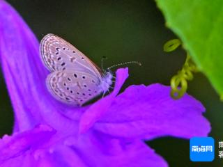 组图 | 海口美舍河凤翔湿地公园蝶儿飞