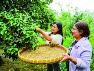 花开富“桂”助农增收