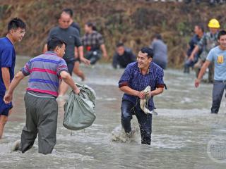 稻田抢鱼 “渔”乐无限