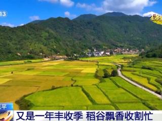 北玉米南水稻 田间地头一派好“丰”景