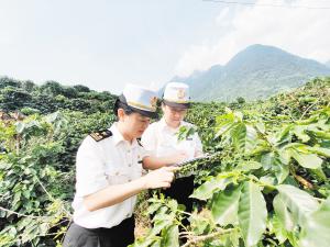 前三季度云南咖啡出口3万吨居全国首位