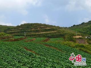 桑植：“高山深处的鲜人参”为乡村振兴增添动力