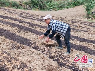 广元朝天：赤松茸撑起群众增收“致富伞”