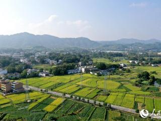 江西瑞金：乡村沃野“丰”景如画