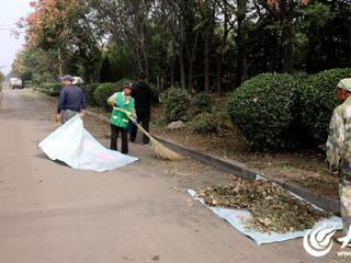 微山县驩城镇整治道路绿化带提升道路景观