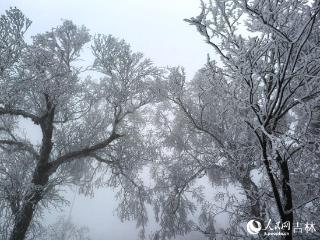 吉林市初雪：玉树银花 分外妖娆