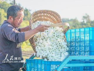 安徽黄山：采摘菊花