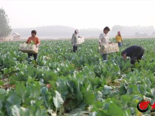 定陶区：有机花菜喜丰收 绽放菜农“致富花”