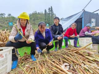 习水：方竹笋产业焕生机 助农增收促振兴