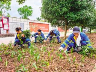 重庆荣昌区：抢抓好时节 补植正当时