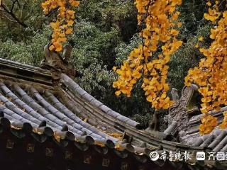 每一处都是诗情画意！李沧秋景“拍了拍”你