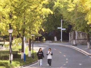 秋意渐浓，十堰城区这里的银杏进入最佳观赏期