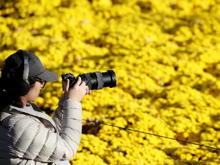 北京：20万余株鲜花汇聚成花的海洋