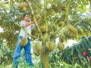 国产榴莲的“科技范儿”（探访）