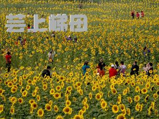 北京“芸上梯田”向日葵花海上线