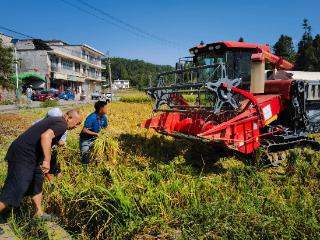 金沙县大力推进农业现代化助推乡村振兴