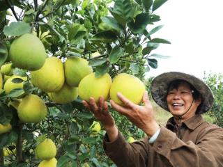 江西莲花：蜜柚喜丰收 村民忙采摘