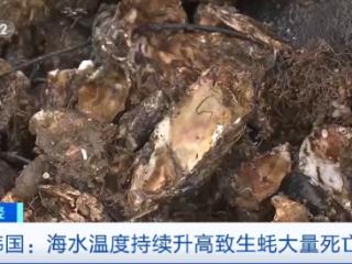 韩国生蚝为何大量死亡？今年捕捞季收成如何