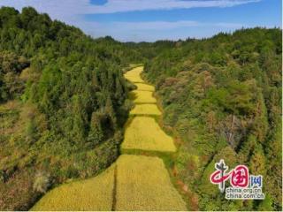 湖南泸溪县楠木冲村：种出山区百姓“幸福谷”