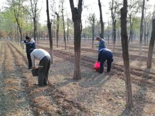 芍药开出“致富花”，铺就北小营镇农民增收路