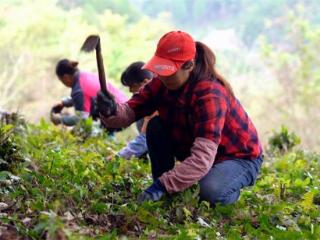 广元朝天：林下种植中药材 为群众开出致富良方